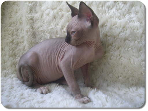 Caring for Sphynx - They love it when they are pampered