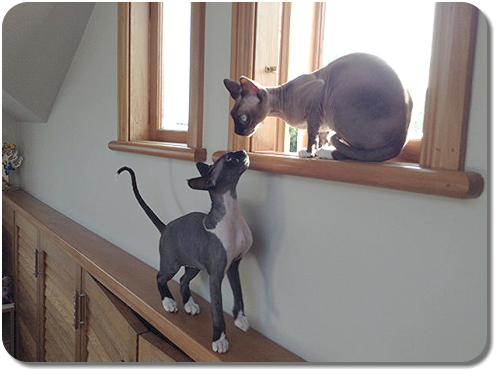 Luna and Minnie about to discuss who should have the window seat